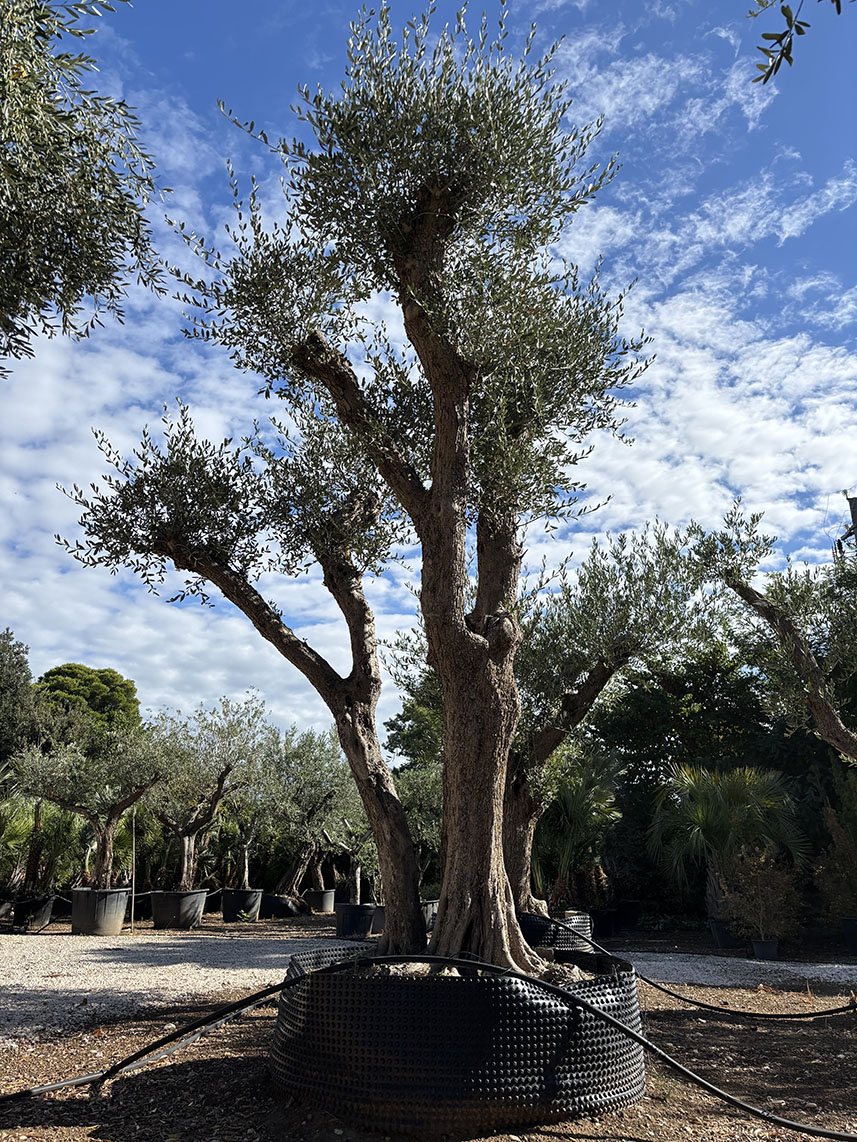OLIVO LECCINO SECOLARE ETA' 120-130 ANNI ALTEZZA 450 CM