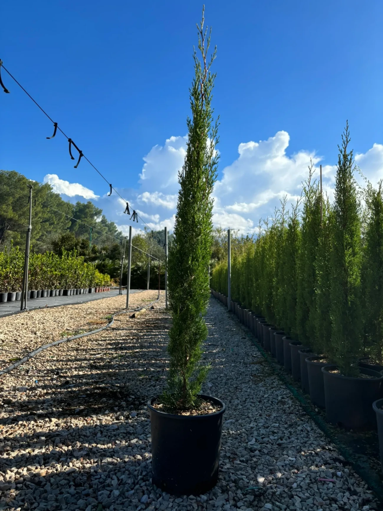 CIPRESSO TOSCANO DA INNESTO, ALTEZZA 100-120 CM, COLTIVAZIONE IN VASO 18-20 CM