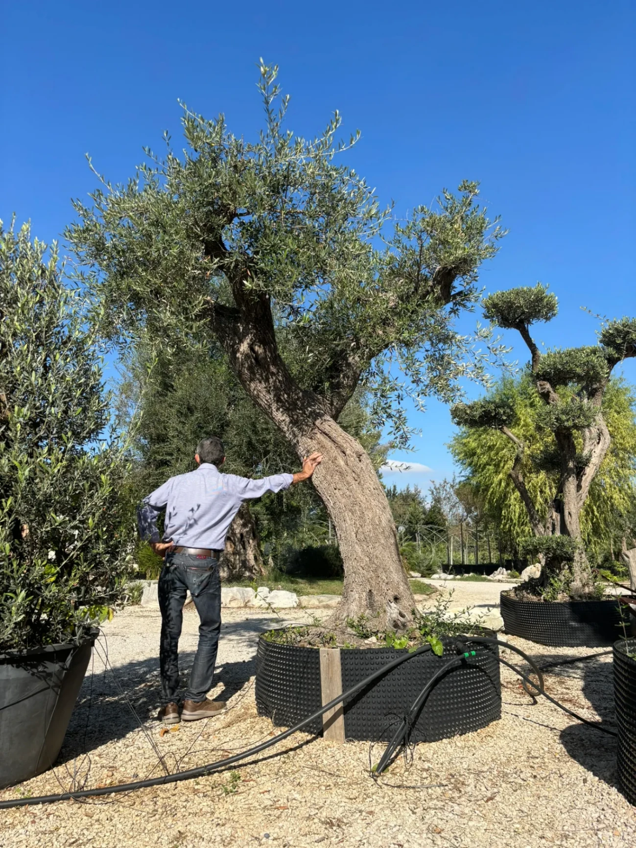 OLIVO LECCINO SECOLARE, ETA' 140-160 ANNI