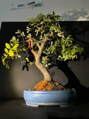 BONSAI QUERCUS PUBESCENS