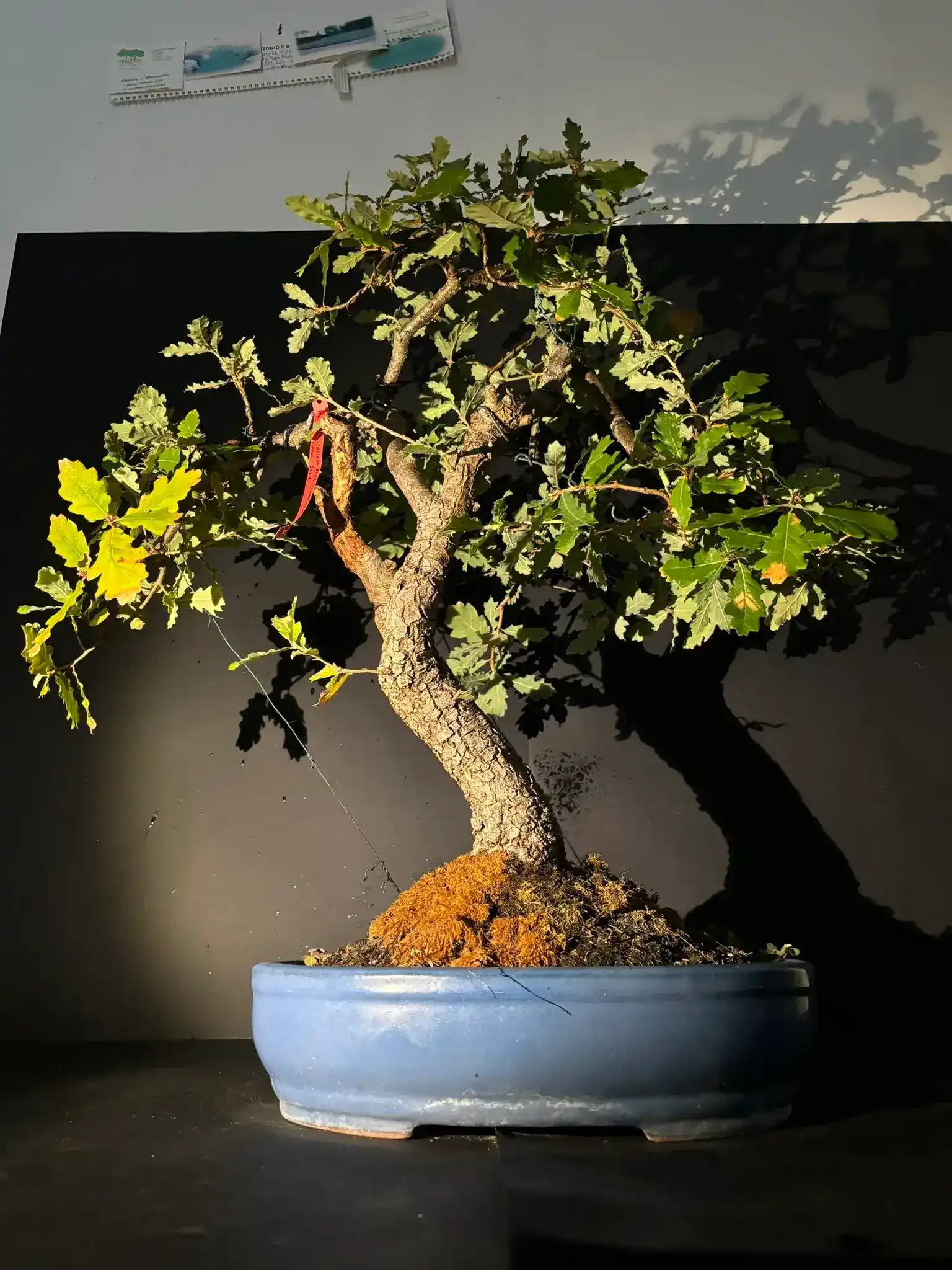 BONSAI QUERCUS PUBESCENS