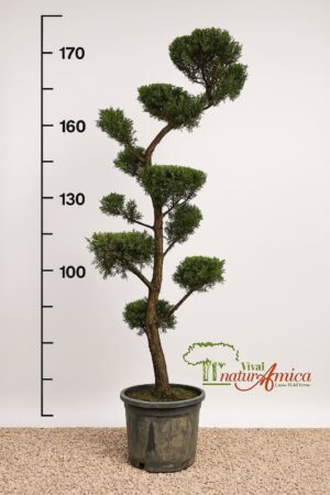 CIPRESSO LEYLANDII BONSAI ALTEZZA 170/180 CM IN VASO 40 CM ( OTTENUTO DA INNESTO )