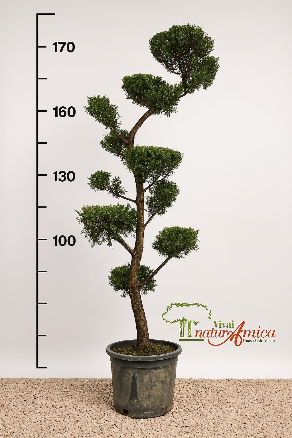 CIPRESSO LEYLANDII BONSAI ALTEZZA 170/180 CM IN VASO 40 CM ( OTTENUTO DA INNESTO )