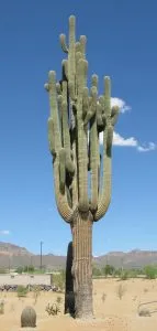 PACHYCEREUS PRINGLEI, ALTEZZA 90-110 CM, COLTIVAZIONE IN VASO 26 CM - immagine 2