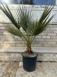 WASHINGTONIA FILIFERA DI PRIMA SCELTA, ALTEZZA 90-100 CM, IN VASO 20 CM (PALMA MESSICANA)