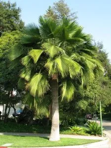 WASHINGTONIA FILIFERA DI PRIMA SCELTA, ALTEZZA 90-100 CM, IN VASO 20 CM (PALMA MESSICANA) - immagine 3