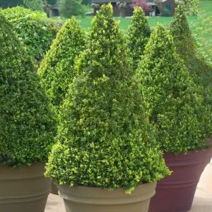BUXUS ROTUNDIFOLIA, ALTEZZA 35-45 CM, COLTIVAZIONE IN VASO 16 CM - immagine 2