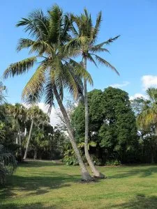 COCOS PLUMOSA DI PRIMA SCELTA, ALTEZZA 300 CM, IN VASO 45 CM - immagine 4