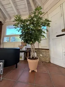 SCHFFLERA MULTITRONCO INTRECCIATO, ALTEZZA 120-130 CM, COLTIVAZIONE IN VASO 26 CM IN TERRA COTTA
