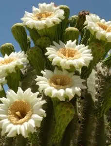 PACHYCEREUS PRINGLEI, ALTEZZA 90-110 CM, COLTIVAZIONE IN VASO 26 CM - immagine 3