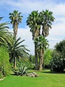 WASHINGTONIA FILIFERA DI PRIMA SCELTA, ALTEZZA 90-100 CM, IN VASO 20 CM (PALMA MESSICANA) - immagine 4
