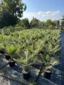 WASHINGTONIA FILIFERA DI PRIMA SCELTA, ALTEZZA 90-100 CM, IN VASO 20 CM (PALMA MESSICANA) - immagine 2