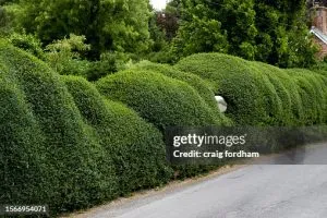 BUXUS ROTUNDIFOLIA, ALTEZZA 35-45 CM, COLTIVAZIONE IN VASO 16 CM - immagine 3