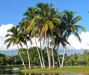 COCOS PLUMOSA DI PRIMA SCELTA, ALTEZZA 300 CM, IN VASO 45 CM - immagine 3
