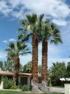 WASHINGTONIA FILIFERA DI PRIMA SCELTA, ALTEZZA 90-100 CM, IN VASO 20 CM (PALMA MESSICANA) - immagine 5