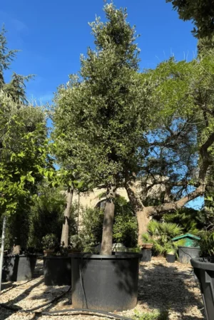 ESEMPLARE QUERCUS ILEX ALTEZZA 5 METRI ETA' 30 ANNI IN VASO 120 CM PIANTA DI PRIMA SCELTA