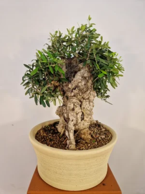 BONSAI DI OLIVO DI 40 ANNI ALTEZZA 60 CM NEBARI 27 CM