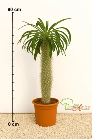 PACHYPODIUM, ALTEZZA 80-90 CM, COLTIVAZIONE IN VASO 26 CM
