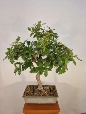 BONSAI QUERCUS ROBUR ALTEZZA 80 CM NEBARI 7 CM