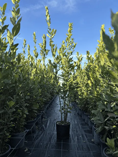 LAURUS NOBILIS ETA' 2 ANNI, ALTEZZA 120-130 CM, COLTIVAZIONE IN VASO 18-20 CM - immagine 3