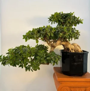 BONSAI A CASCATA ( KENGAI ) DI FICUS MICROCARPA