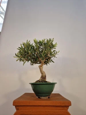 PRE BONSAI DI OLIVO DI 7 ANNI
