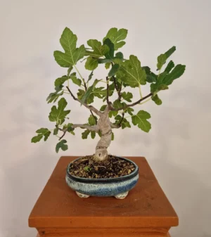 FICUS CARICA (FICO DOMESTICO) BONSAI DI 12 ANNI DA TALEA