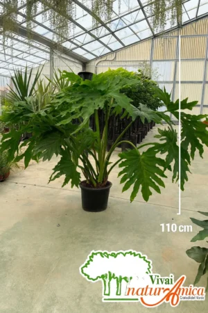 FILODENTRO SELLUM - THAUMATOPHYLLUM BIPINNATIFIDUM, ALTEZZA 100-110 CM, COLTIVAZIONE IN VASO 28 CM