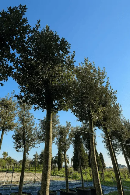 QUERCUS ILEX ALTEZZA 400/450 CM ETA' 20 ANNI IN VASO 90 CM PIANTA DI PRIMA SCELTA - immagine 2