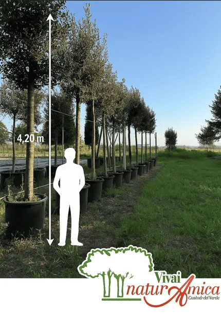 QUERCUS ILEX ALTEZZA 400/450 CM ETA' 20 ANNI IN VASO 90 CM PIANTA DI PRIMA SCELTA