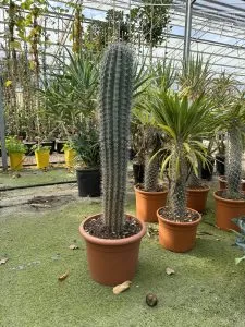 PACHYCEREUS PRINGLEI, ALTEZZA 90-110 CM, COLTIVAZIONE IN VASO 26 CM