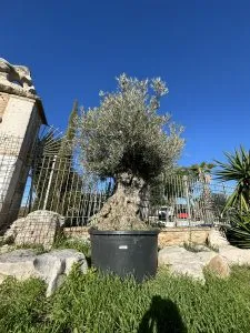 OLIVO VARIETA' SPAGNOLA, ETA' 110-120 ANNI