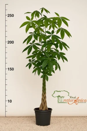 PACHIRA ACQUATICA ALTEZZA 220-250 CM, COLTIVAZIONE IN VASO 33 CM