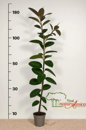 FICUS ELASTICA ALTEZZA 180, COLTIVAZIONE IN VASO 22 CM