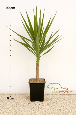 YUCCA ELEPHANTIPES IN VASO 22 CM PIANTA DI PRIMA SCELTA, ALTEZZA 90
