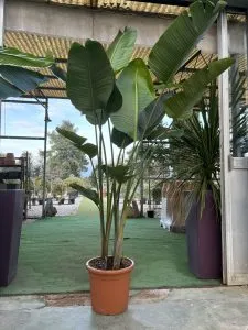 STRELITZIA 8 ANNI, ALTEZZA 200-220 CM, COLTIVAZIONE IN VASO 36-38 CM