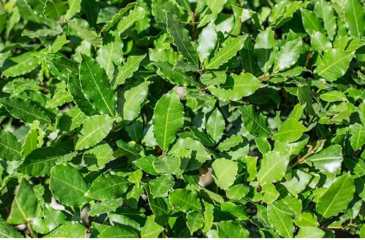LAURUS NOBILIS ETA' 2 ANNI, ALTEZZA 120-130 CM, COLTIVAZIONE IN VASO 18-20 CM - immagine 2