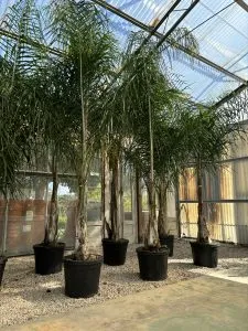COCOS PLUMOSA DI PRIMA SCELTA, ALTEZZA 300 CM, IN VASO 45 CM