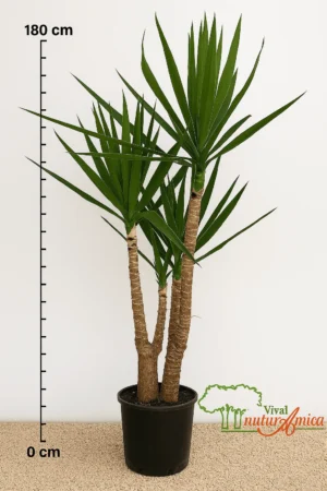 YUCCA ELEPHANTIPES IN VASO 28 CM PIANTA DI PRIMA SCELTA, ALTEZZA 170/180