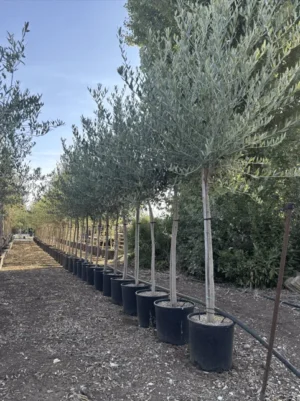 OLIVO LECCINO DI 8 ANNI, ALTEZZA 200 - 220 CM, COLTIVAZIONE IN VASO 28 CM