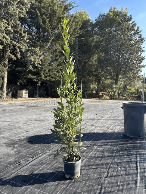 LAURUS NOBILIS ETA' 2 ANNI, ALTEZZA 120-130 CM, COLTIVAZIONE IN VASO 18-20 CM