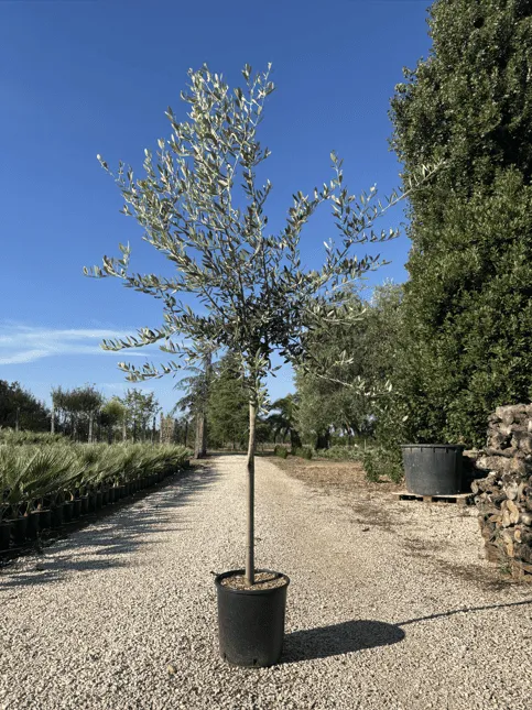 OLIVO LECCINO DI 8 ANNI, ALTEZZA 200 - 220 CM, COLTIVAZIONE IN VASO 28 CM - immagine 3