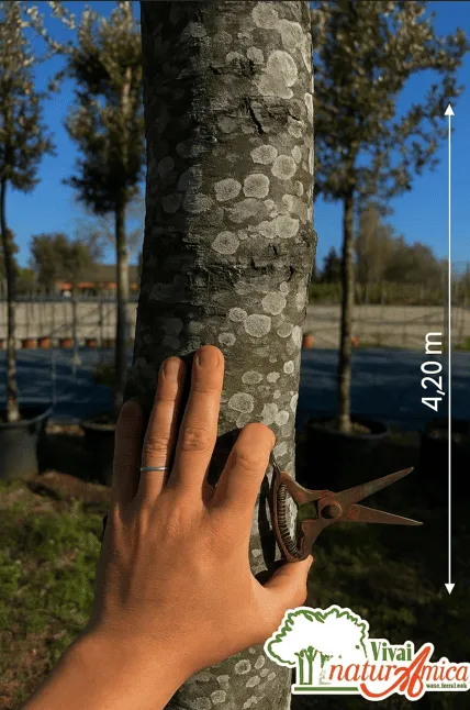 QUERCUS ILEX ALTEZZA 400/450 CM ETA' 20 ANNI IN VASO 90 CM PIANTA DI PRIMA SCELTA - immagine 3