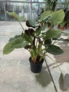ALOCASIA, ALTEZZA 120-130 CM, COLTIVAZIONE IN VASO 26 CM