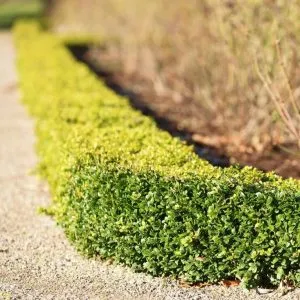 BUXUS ROTUNDIFOLIA, ALTEZZA 35-45 CM, COLTIVAZIONE IN VASO 16 CM - immagine 4