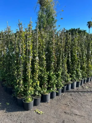 RINCOSPERMUM "FALSO GELSOMINO" DI PRIMA SCELTA, ALTEZZA 150-170 CM, COLTIVAZIONE IN VASO 18 CM