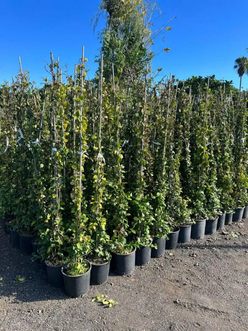 RINCOSPERMUM "FALSO GELSOMINO" DI PRIMA SCELTA, ALTEZZA 150-170 CM, COLTIVAZIONE IN VASO 18 CM
