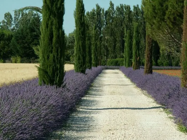 LAVANDA OFFICINALIS, ALTEZZA 30-35 CM, COLTIVAZIONE IN VASO 18-20 CM - immagine 2