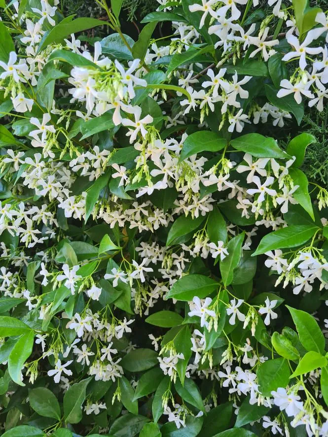 RINCOSPERMUM "FALSO GELSOMINO" DI PRIMA SCELTA, ALTEZZA 150-170 CM, COLTIVAZIONE IN VASO 18 CM - immagine 2