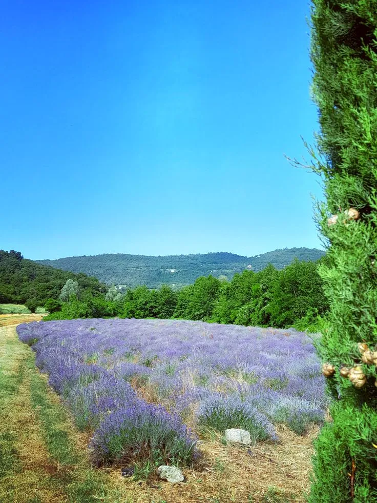 LAVANDA OFFICINALIS, ALTEZZA 30-35 CM, COLTIVAZIONE IN VASO 18-20 CM - immagine 3